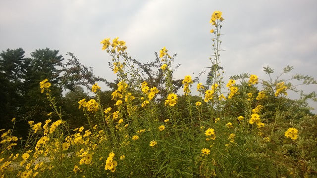 Planting Fields Arboretum