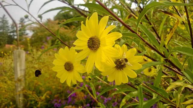 Planting Fields Arboretum